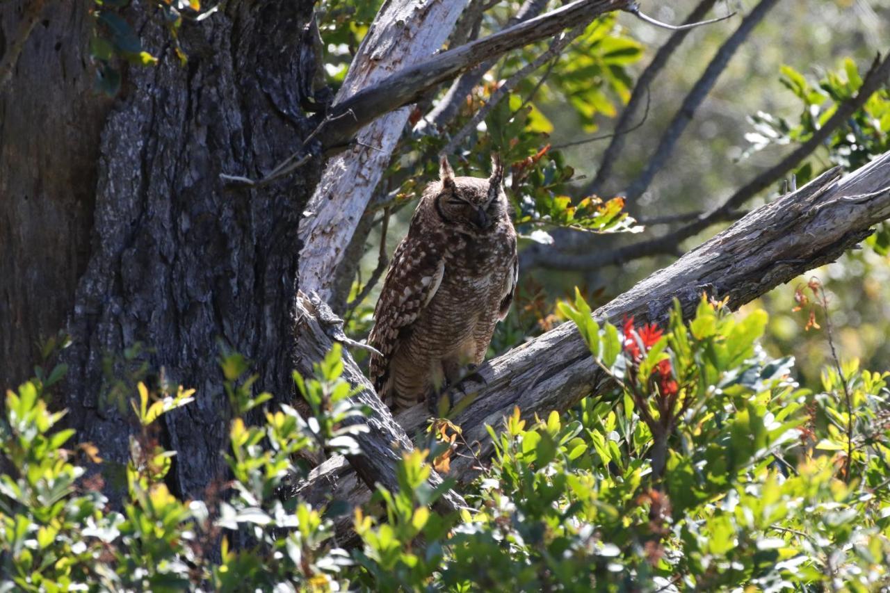 The Wood Owl Natureʼs Valley エクステリア 写真